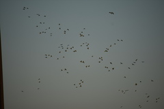 Psittacara holochlorus