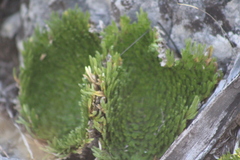 Selaginella pilifera