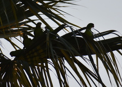 Psittacara holochlorus