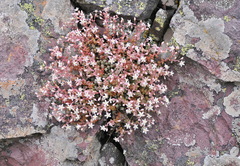 Sedum brevifolium