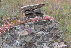 Sedum brevifolium