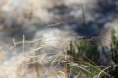 Festuca myuros