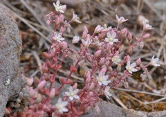 Sedum brevifolium