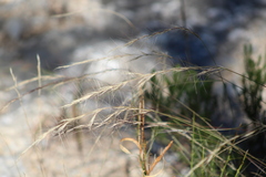 Festuca myuros