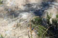 Festuca myuros