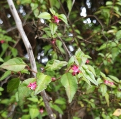 Fuchsia microphylla