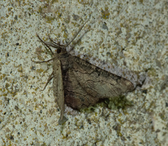 Menophra japygiaria