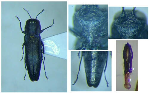 Agrilus hastulifer