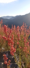 Rumex hastatus