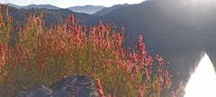 Rumex hastatus