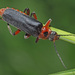 Rustic Sailor Beetle - Photo (c) Felix Riegel, some rights reserved (CC BY-NC), uploaded by Felix Riegel