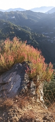 Rumex hastatus