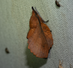 Gastropacha quercifolia