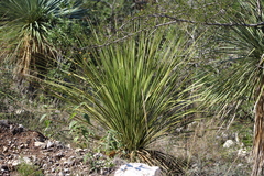 Dasylirion acrotrichum