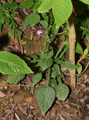Pseuderanthemum alatum