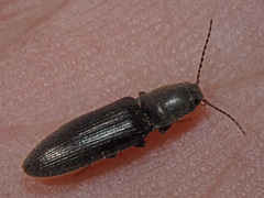 Athous haemorrhoidalis
