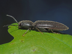 Athous haemorrhoidalis