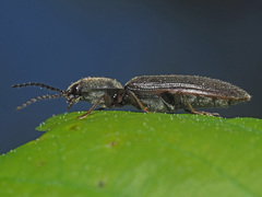 Athous haemorrhoidalis