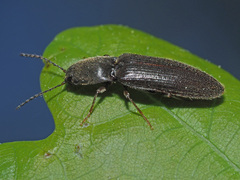 Athous haemorrhoidalis