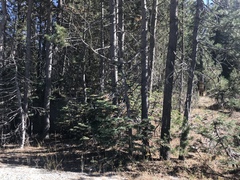 Pinus contorta murrayana