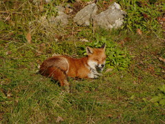 Vulpes vulpes