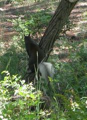 Sciurus aberti kaibabensis