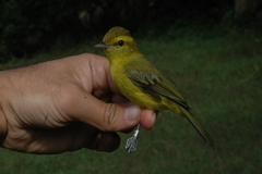 Vireo hypochryseus