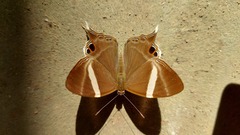 Abisara neophron