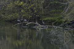 Phalacrocorax carbo