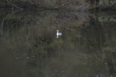 Podiceps cristatus