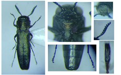 Agrilus laticornis