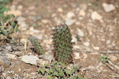 Opuntia stenopetala