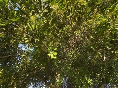 Cupaniopsis anacardioides
