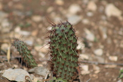 Opuntia stenopetala