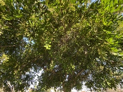 Cupaniopsis anacardioides