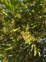 Cupaniopsis anacardioides
