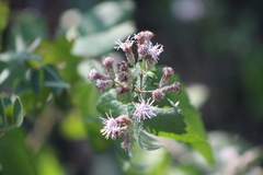 Chromolaena bigelovii