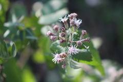 Chromolaena bigelovii