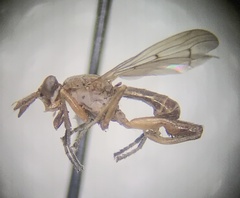 Sciomyzidae