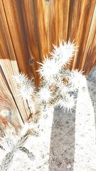 Cylindropuntia echinocarpa