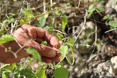 Capsicum annuum glabriusculum