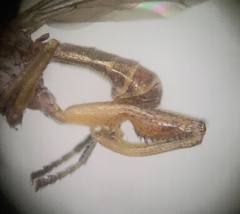 Sciomyzidae
