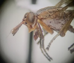 Sciomyzidae