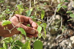 Capsicum annuum glabriusculum