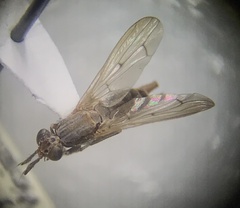 Sciomyzidae