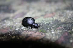Meloe rugosus