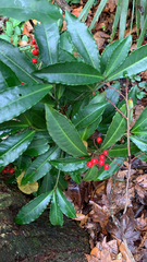 Ardisia crenata