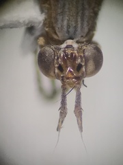 Sciomyzidae