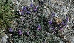 Linaria alpina