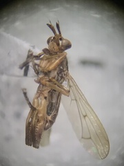 Sciomyzidae